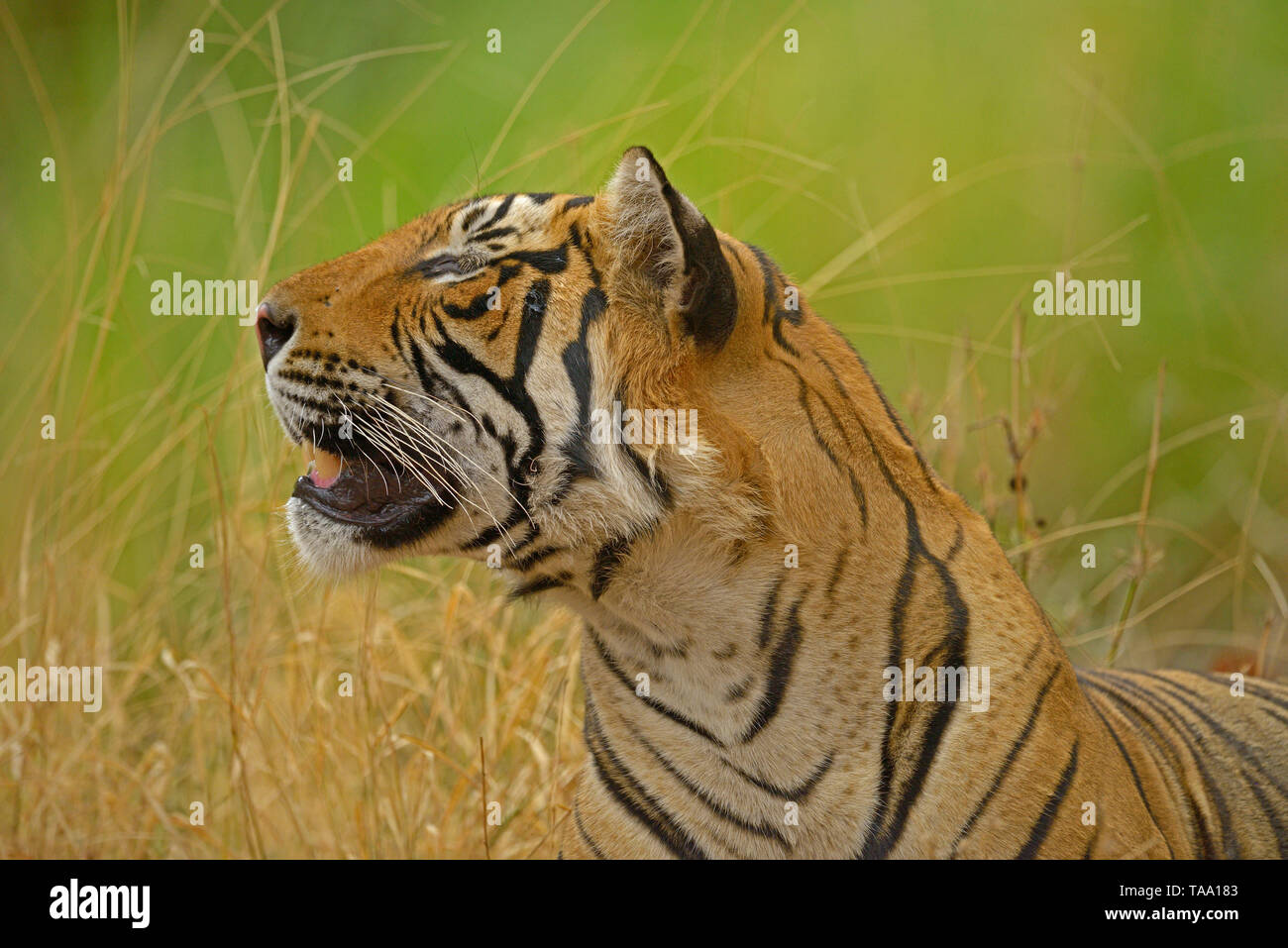 Tigre del Bengala, Ranthambhore national park, Rajasthan, India Asia Foto Stock