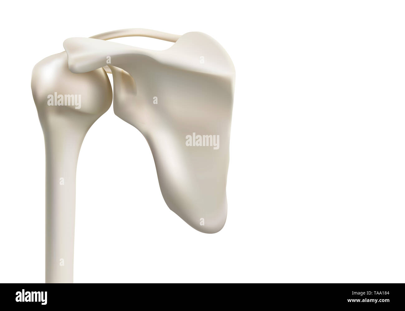 Medica precisa le immagini 3D della spalla umana le ossa Foto Stock