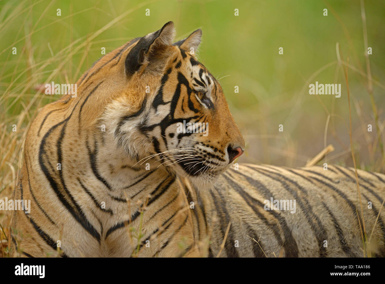 Tigre del Bengala, Ranthambhore national park, Rajasthan, India Asia Foto Stock