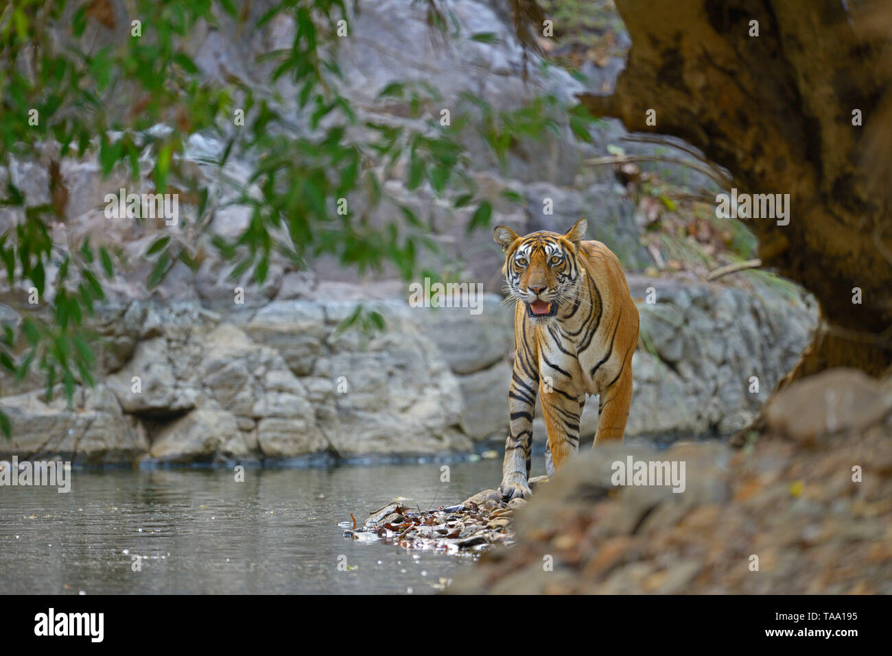 Tiger, il parco nazionale di Ranthambore, Rajasthan, India, Asia Foto Stock