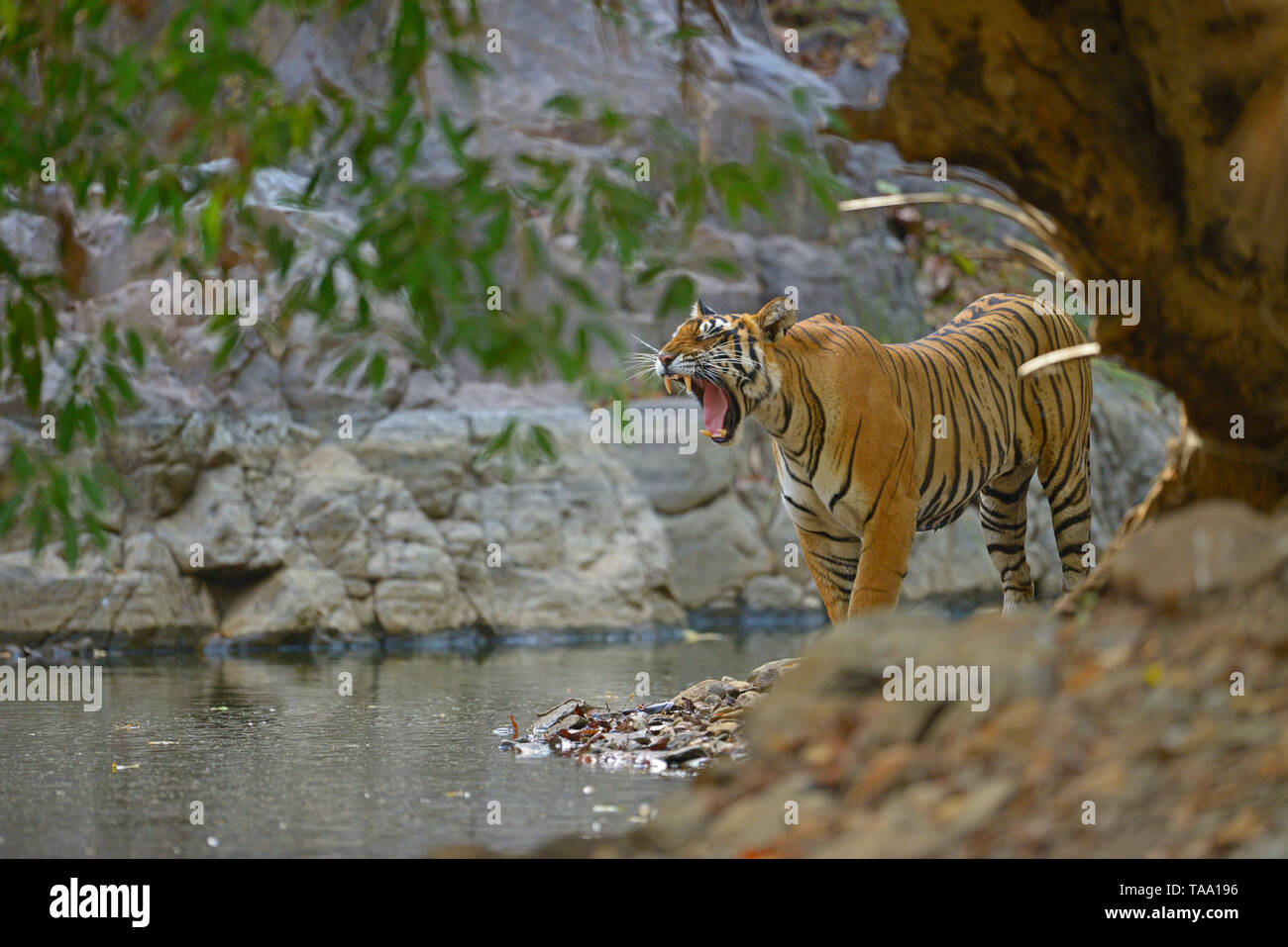 Tiger, il parco nazionale di Ranthambore, Rajasthan, India, Asia Foto Stock