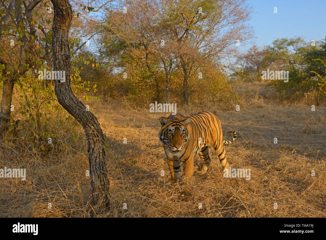Tigre del Bengala, il parco nazionale di Ranthambore, Rajasthan, India, Asia Foto Stock