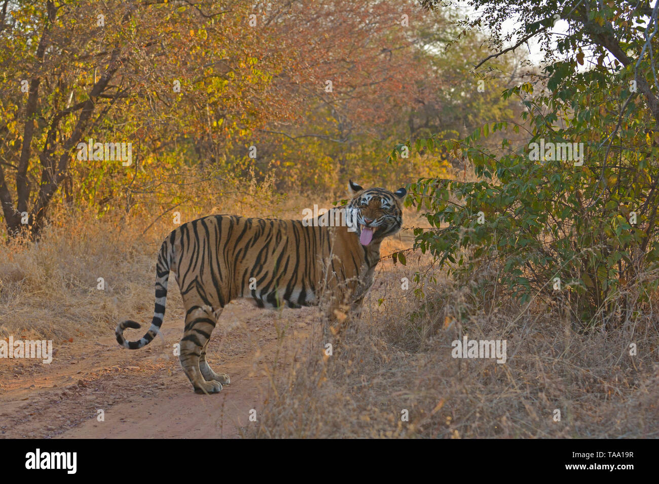 Tigre del Bengala, il parco nazionale di Ranthambore, Rajasthan, India, Asia Foto Stock