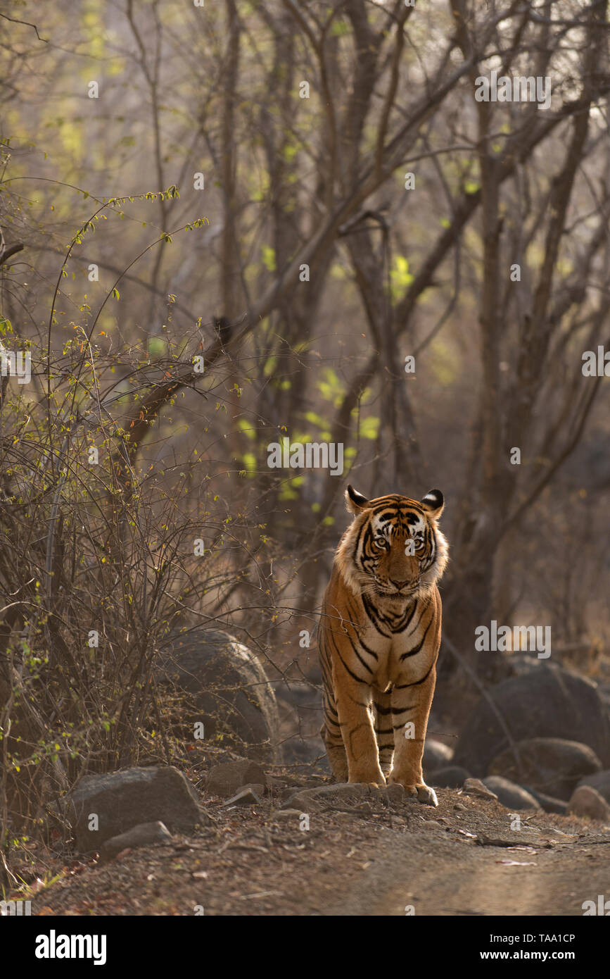 Tigre del Bengala, Ranthambhore national park, Rajasthan, India, Asia Foto Stock