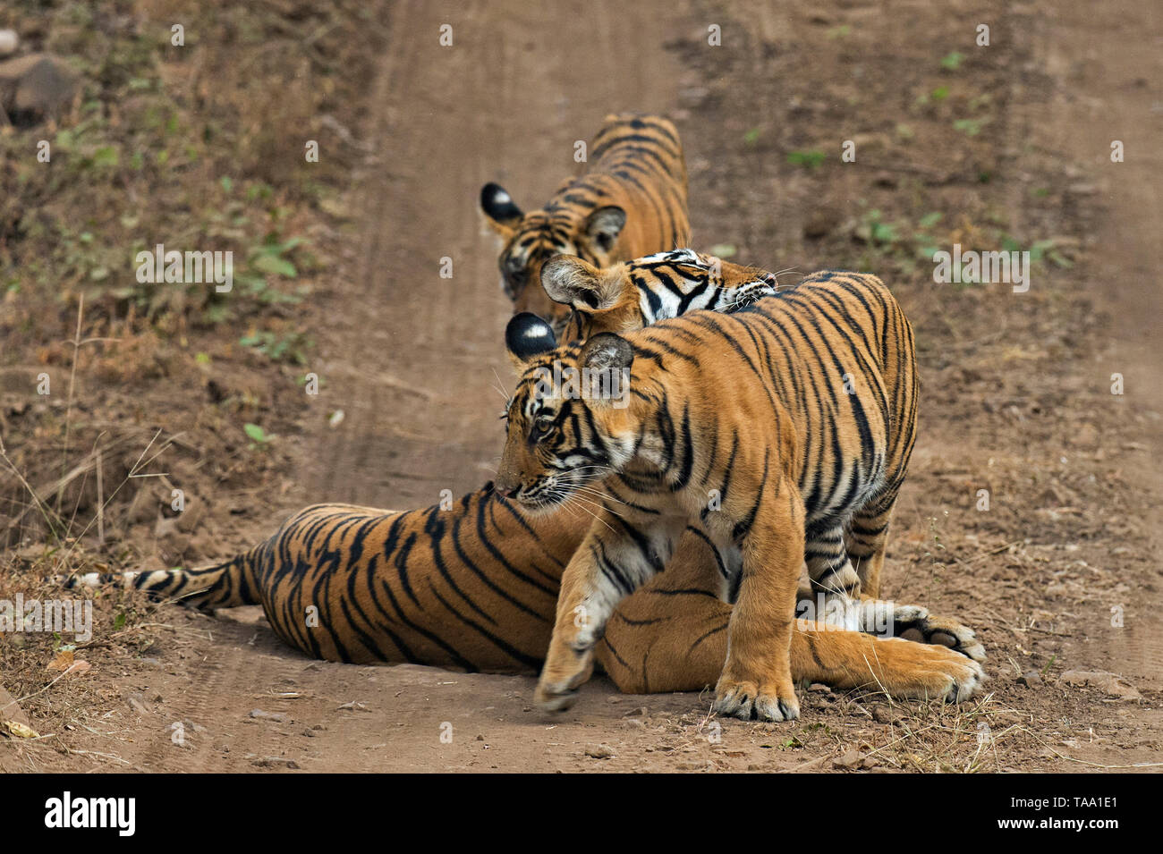 Tigre del Bengala seduti sulla pista forestale, Ranthambhore national park, Rajasthan, India, Asia Foto Stock