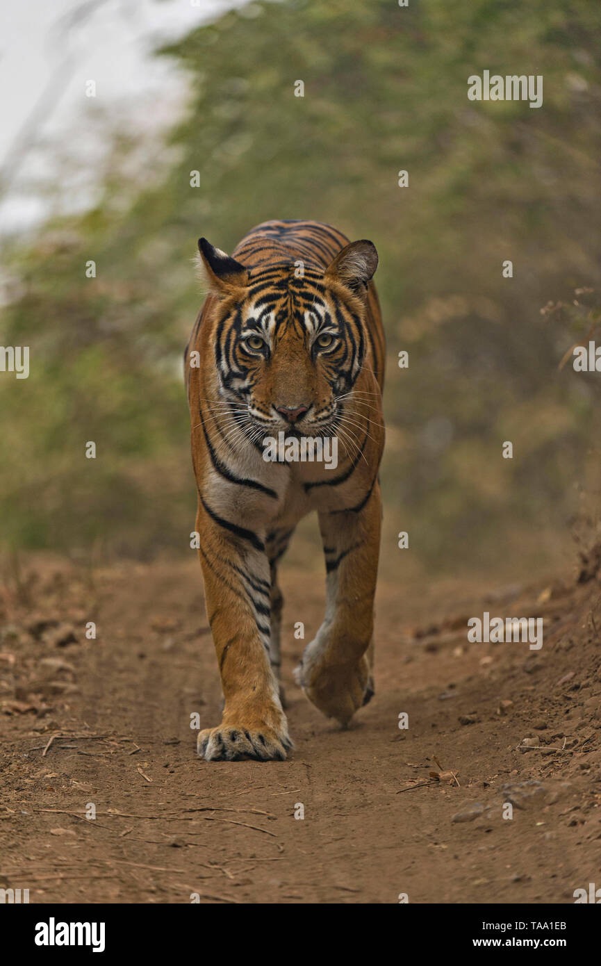 Avvicinando tiger su pista forestale, il parco nazionale di Ranthambore, Rajasthan, India, Asia Foto Stock