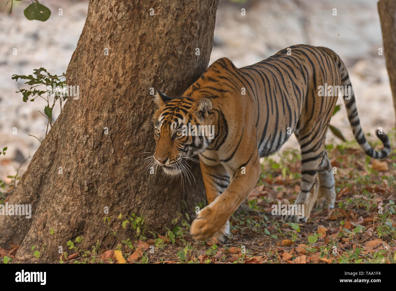 Tiger stalking, Ranthambhore national park, Rajasthan, India, Asia Foto Stock