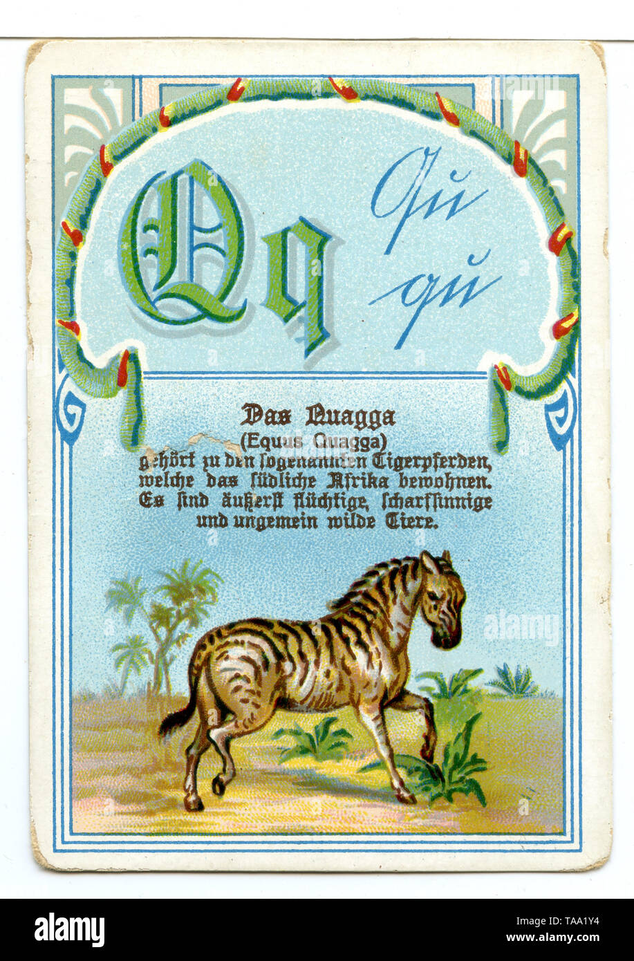 Quagga (zebra) su un cartellone. Testo: 'L'Quagga (Equus quagga) appartiene alla cosiddetta cavalli Tiger, che abitano in Sud Africa. Essi sono estremamente fugace, astuto e incredibilmente di animali selvatici' , (, ) Foto Stock
