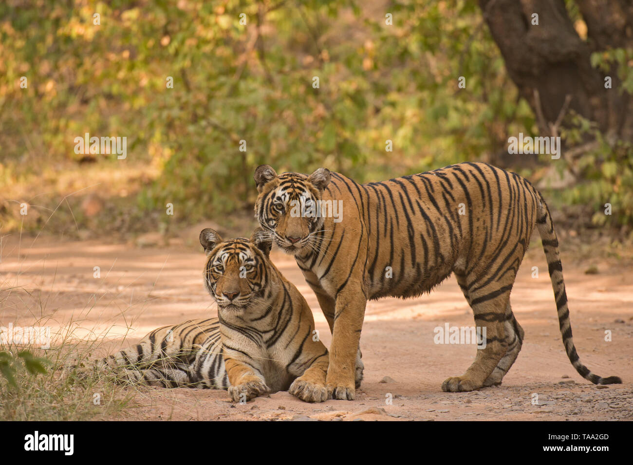 Tigre del Bengala in Ranthambhore national park, Rajasthan, India, Asia Foto Stock