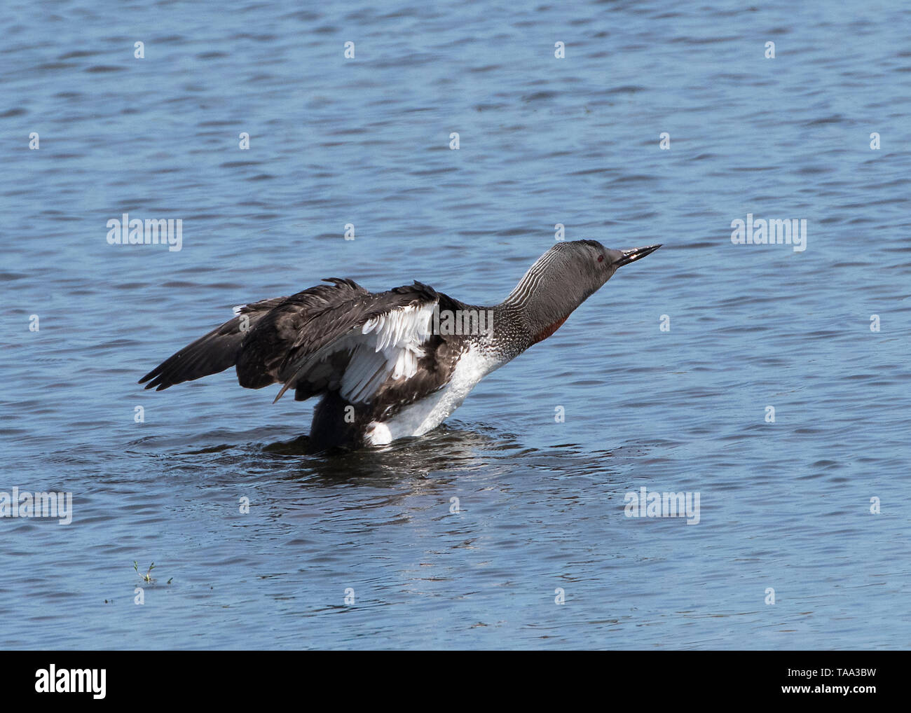 Red throated diver visualizzazione, Shetland Scozia Scotland Foto Stock