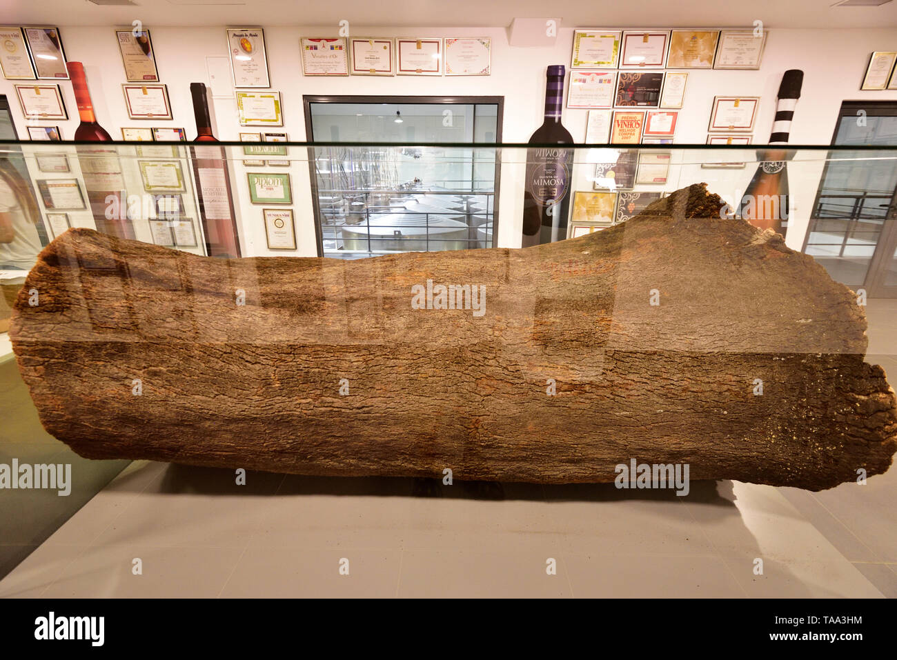 Querce da Sughero corteccia. Ermelinda Freitas cantina, Fernando Po. Palmela, Portogallo Foto Stock