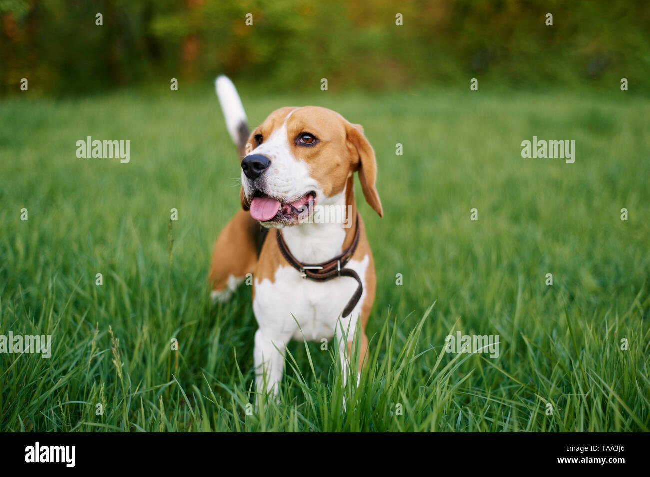 Il beagle sorge nell'erba con la sua linguetta sporgente. Cane di razza ritratto. Happy dog sulla passeggiata nel parco. Foto Stock