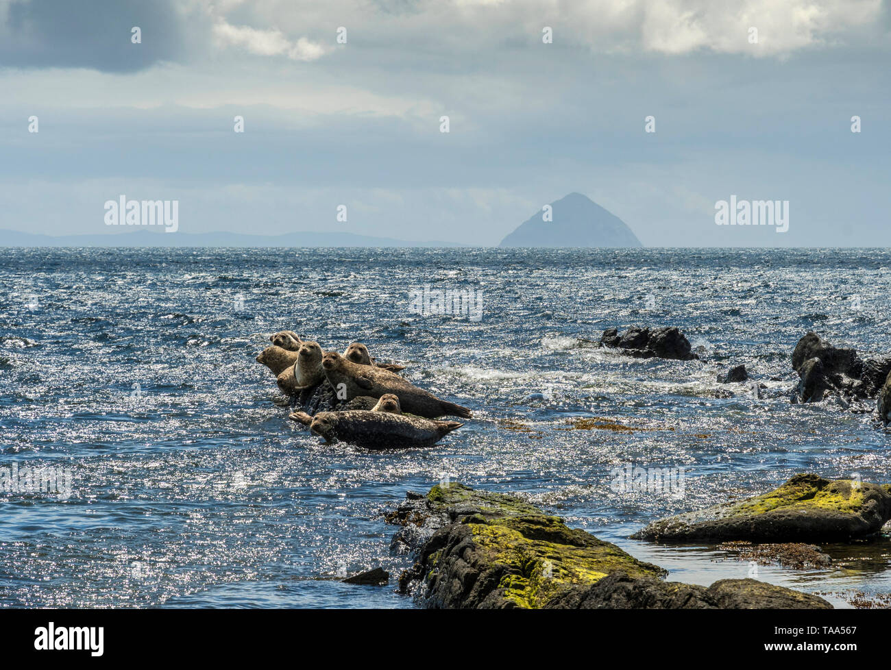 Le guarnizioni di tenuta sulle rocce a Kildonan con Ailsa Craig Foto Stock