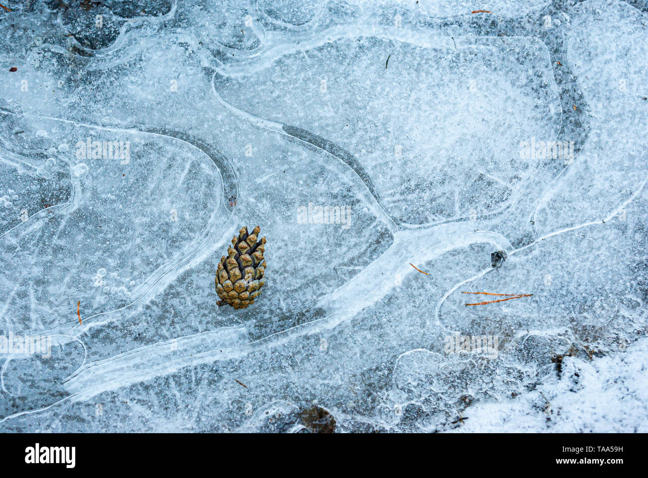 Cono di pino sulla pozza congelati in foresta Foto Stock