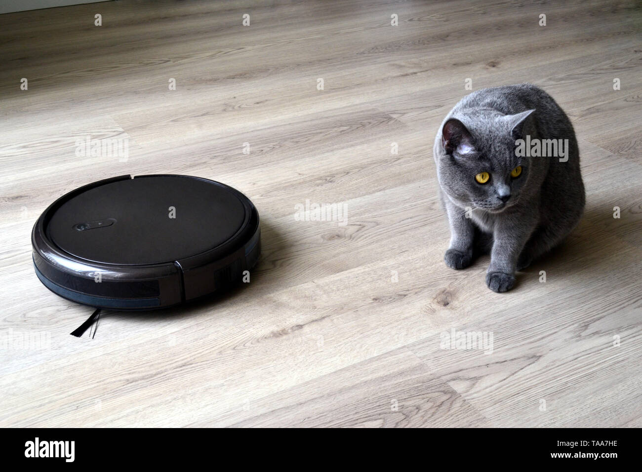 Robotico di aspirapolvere con un soffice British Shorthair cat in camera. Close up. Foto Stock