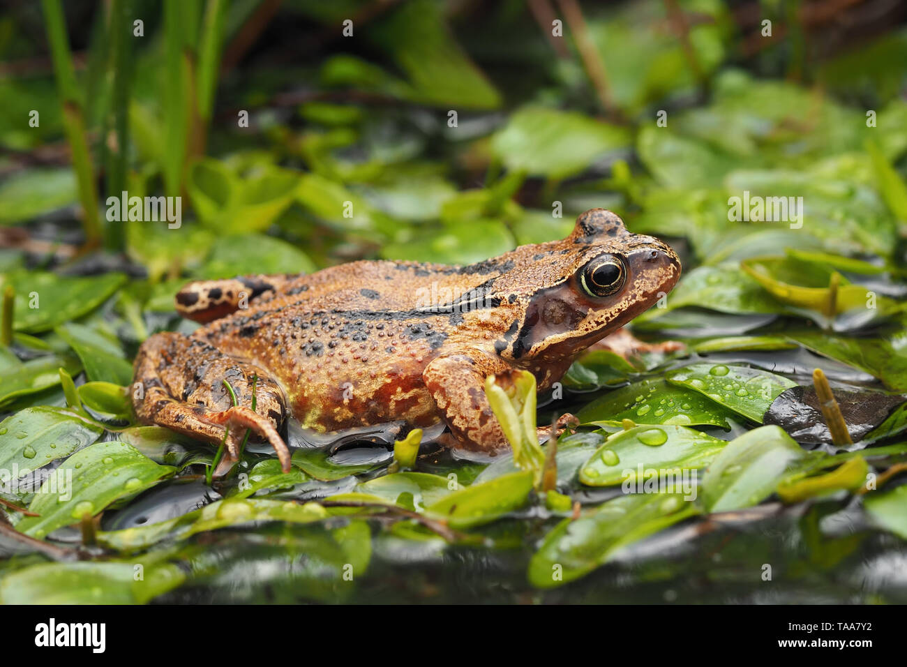 Rana comune (Rana temporaria) di appoggio nella piscina di bosco. Tipperary, Irlanda Foto Stock