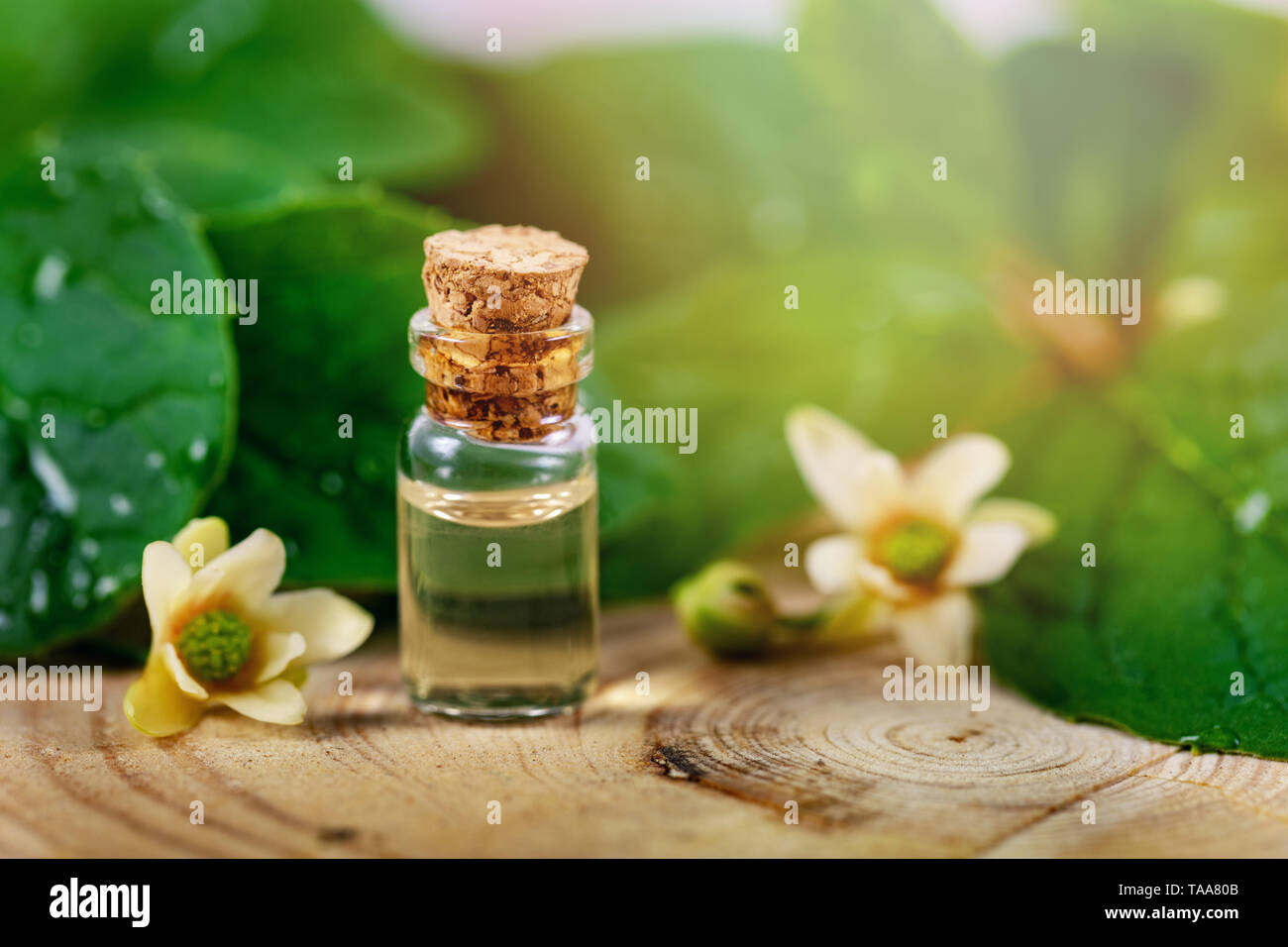 Bio cosmetici a base di erbe - piccola bottiglia con olio essenziale sulla foglia verde sullo sfondo Foto Stock