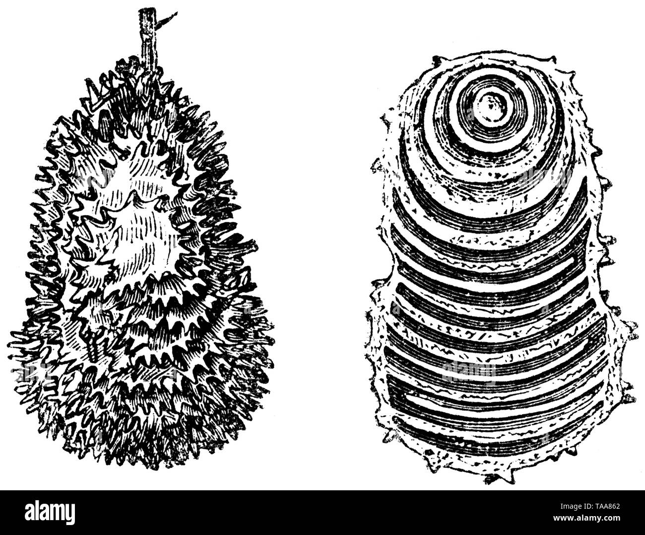 Taglio di legno intagliato, illustrazione presa da "tesoro di storia naturale' da Samuele Maunder, pubblicato 1848 Foto Stock