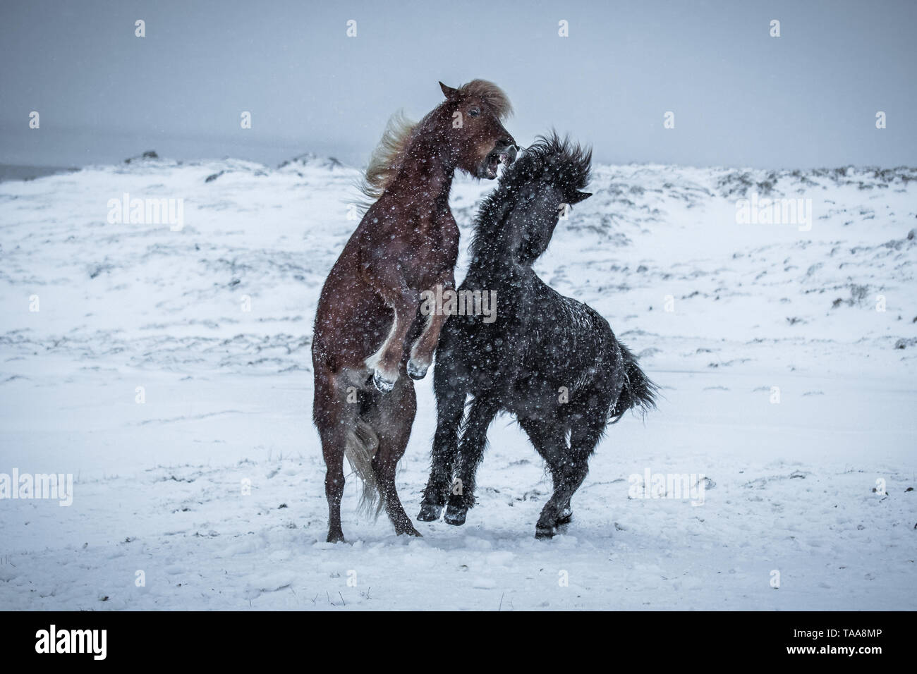 Cavalli islandesi play e lotta in inverno la neve vicino Stokksnes, Islanda Foto Stock