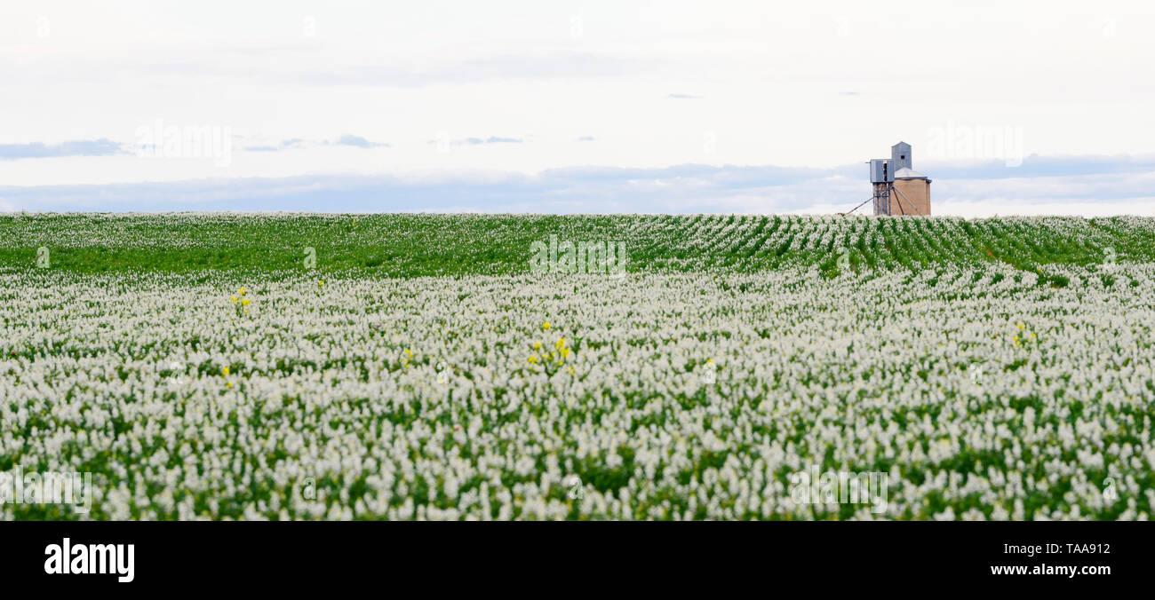 Silos in distanza sull orizzonte in campo di prodotto verde con fiori di colore bianco, South Australia, Australia Foto Stock