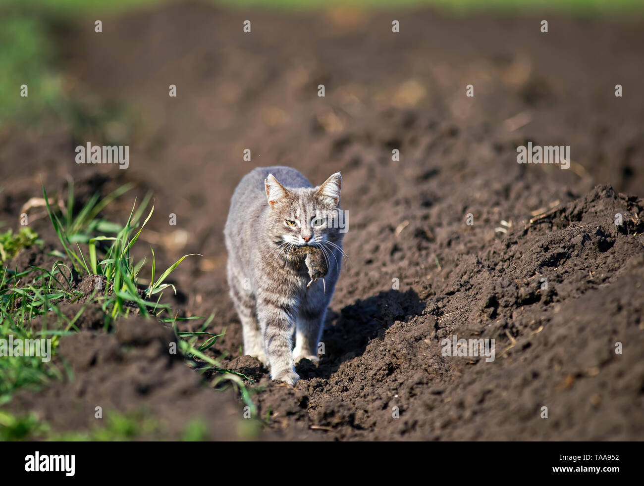 Striped cat cammina per la strada nel giardino in una fattoria con un ratto grigio catturati nel suo denti Foto Stock