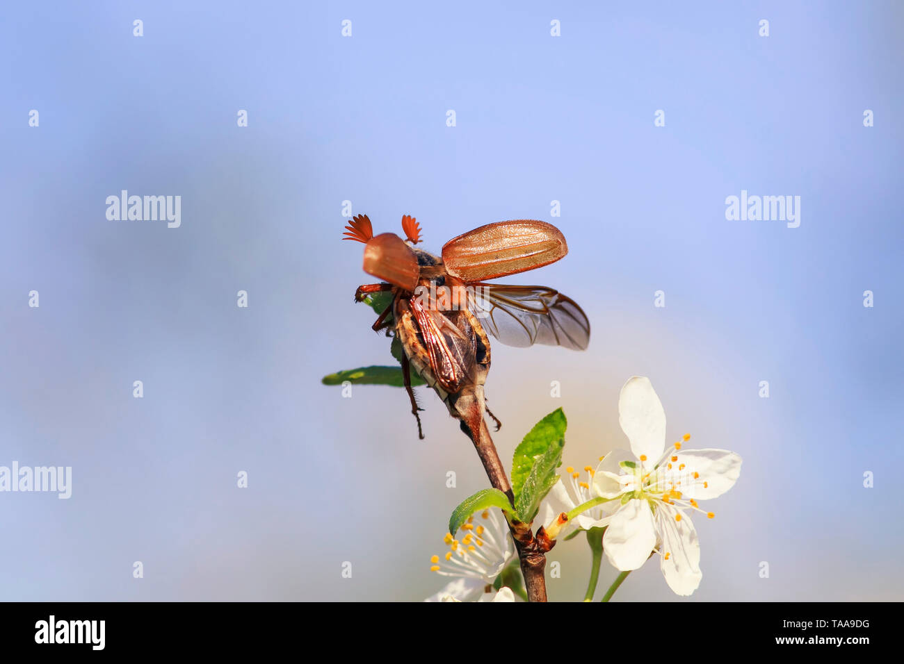 Grande insetto può-maggiolino vola in alto diffondendo le sue ali da un bel  fiore di ciliegio ramo in giardino contro lo sfondo del cielo it Foto stock  - Alamy