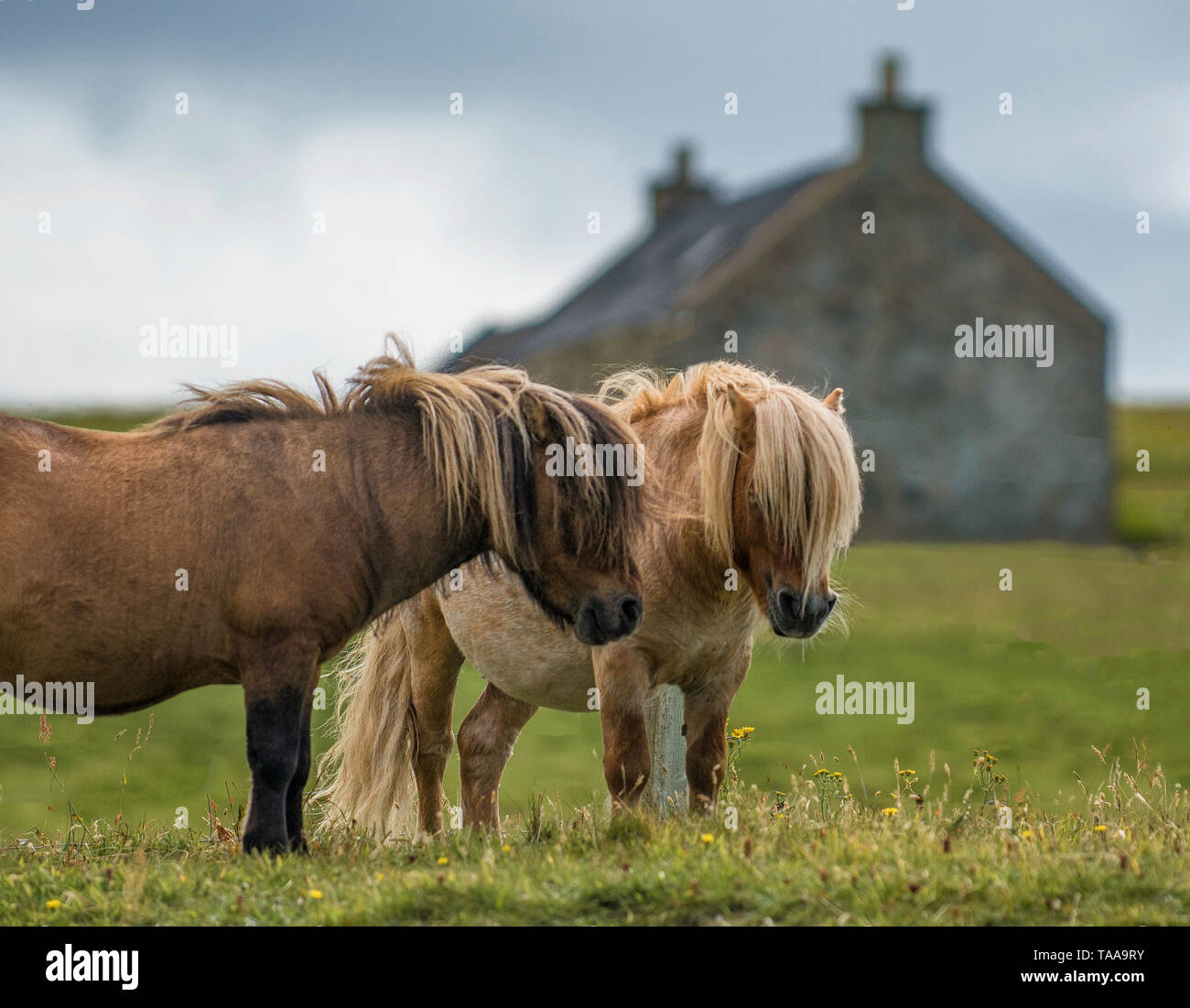 Due pony Shetland e cottage, Shetland Foto Stock