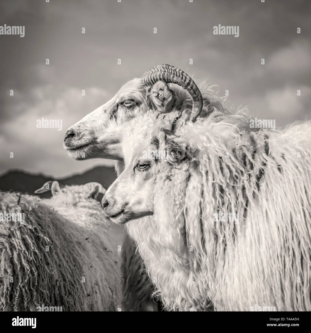 Icelandic Sheep, Islanda Foto Stock