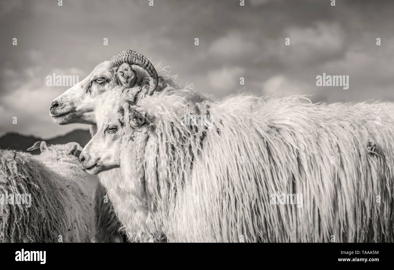 Icelandic Sheep, Islanda Foto Stock