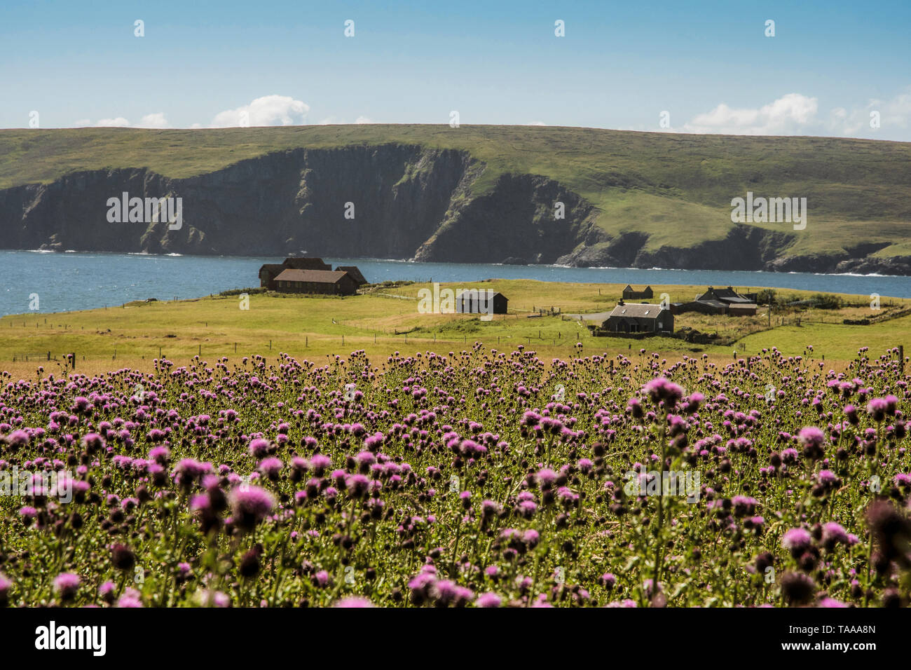 Thistle prato, Fetlar, Shetland Foto Stock