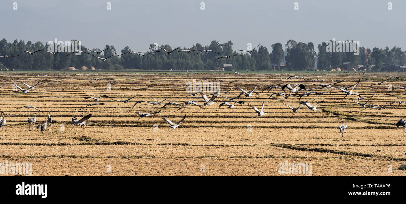 Un gregge di etiope gru comune in volo. Visto in Bahir Dar, Etiopia Foto Stock