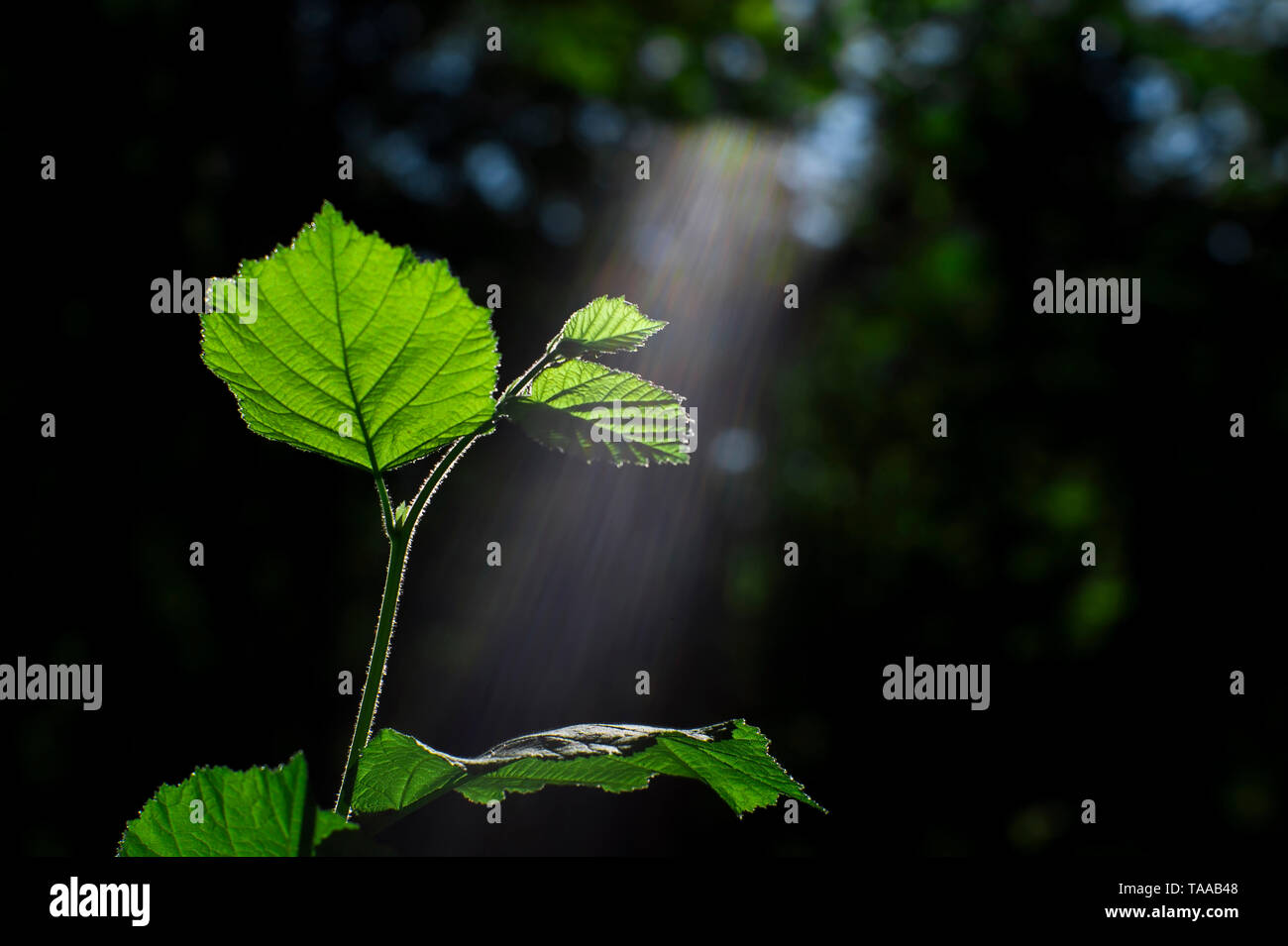 La sfocatura con profondità di campo ridotta. Germoglio verde di un giovane ramo di un cespuglio di nocciolo illuminata dal sole con un lo spettro visibile della luce. Unfiltere Foto Stock