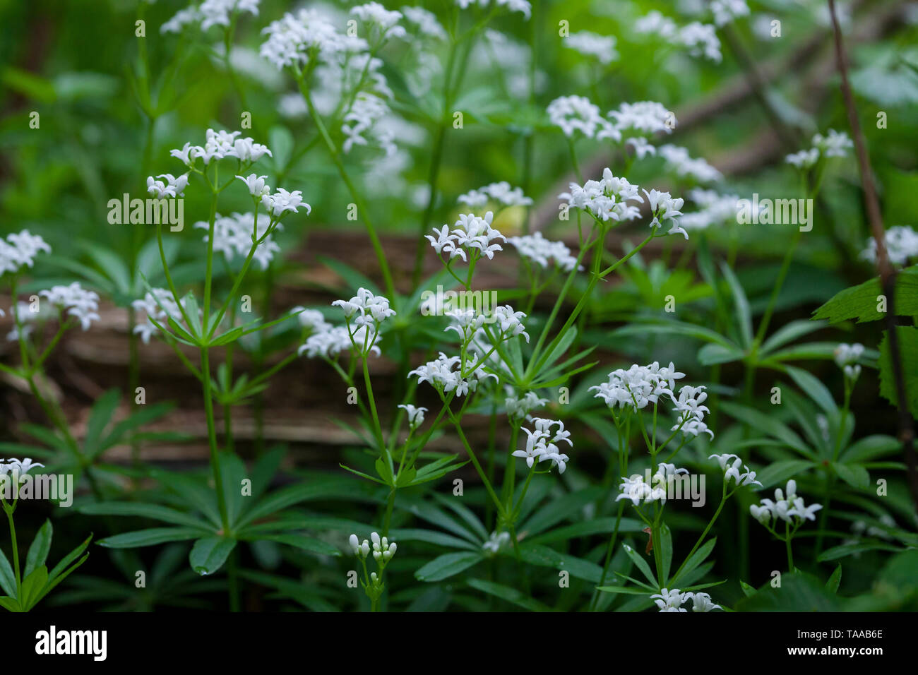 Waldmeister, Wald-Meister, Wohlriechendes Labkraut, Galium odoratum, dolce Woodruff, sweetscented bedstraw, Woodruff, wild bimbo di respiro, le Aspérule Foto Stock