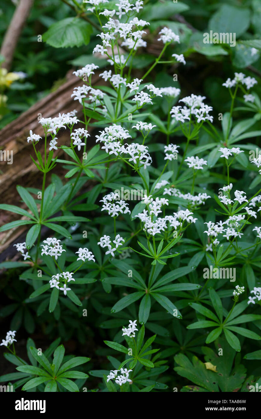 Waldmeister, Wald-Meister, Wohlriechendes Labkraut, Galium odoratum, dolce Woodruff, sweetscented bedstraw, Woodruff, wild bimbo di respiro, le Aspérule Foto Stock