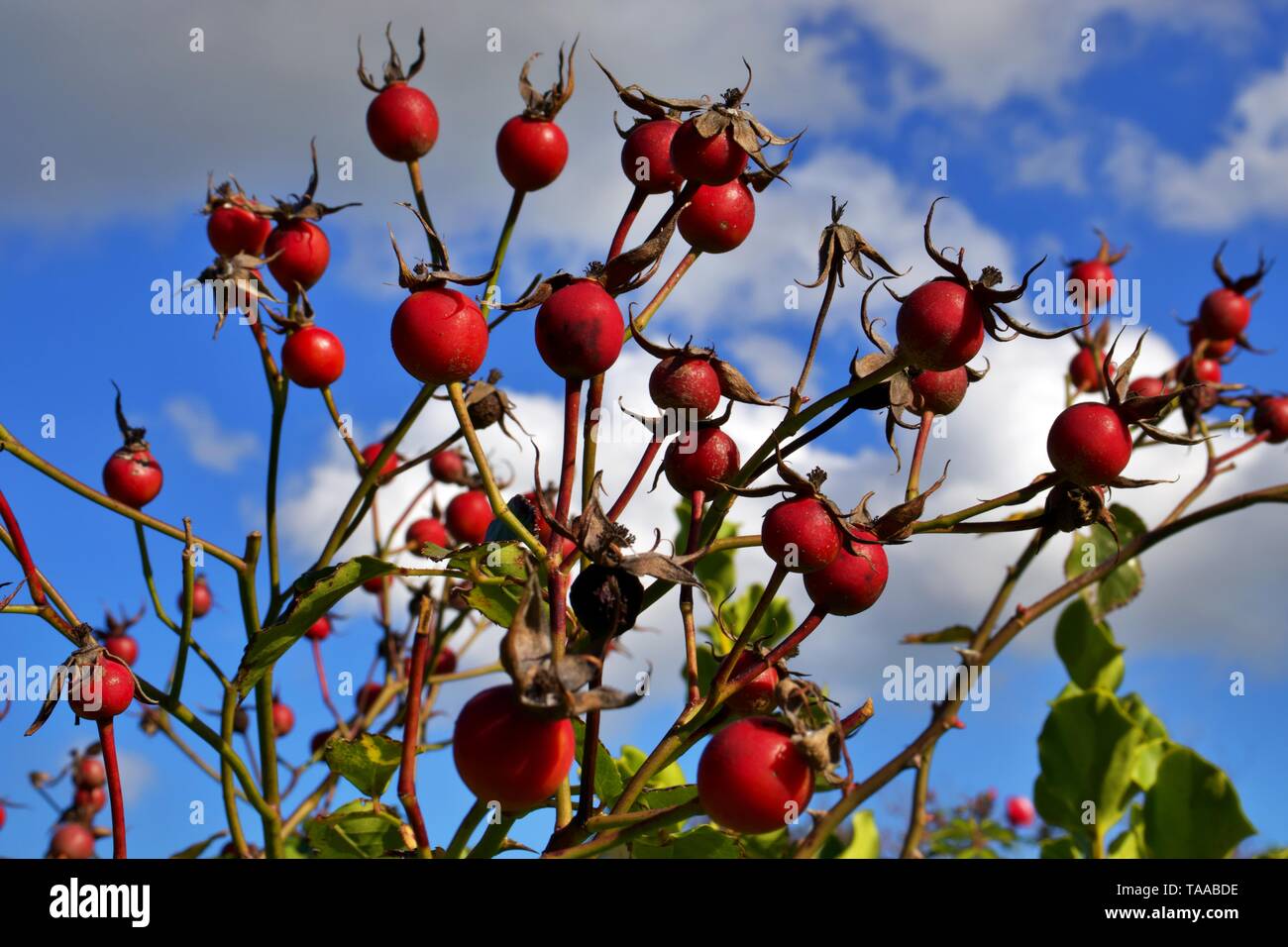 Red Rose hips su un albero contro lo sfondo del cielo.Rosa canina sono una delle fonti più ricche di vitamina C e contengono anche vitamina A, tiamina, niacina, la nervatura Foto Stock