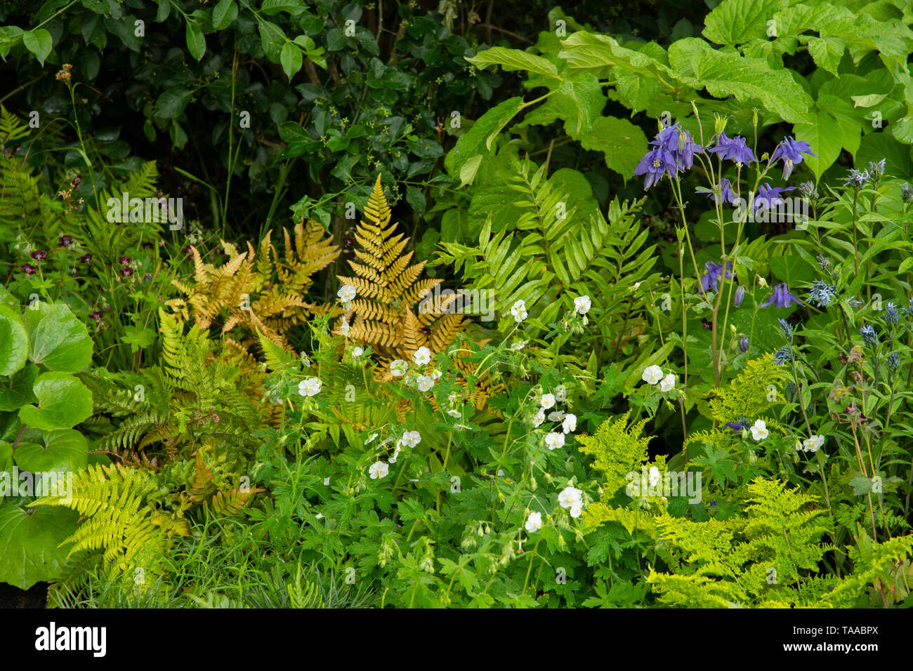 Un close-up di piante della resilienza giardino disegnato da Sarah Eberle al RHS Chelsea Flower Show 2019. Foto Stock