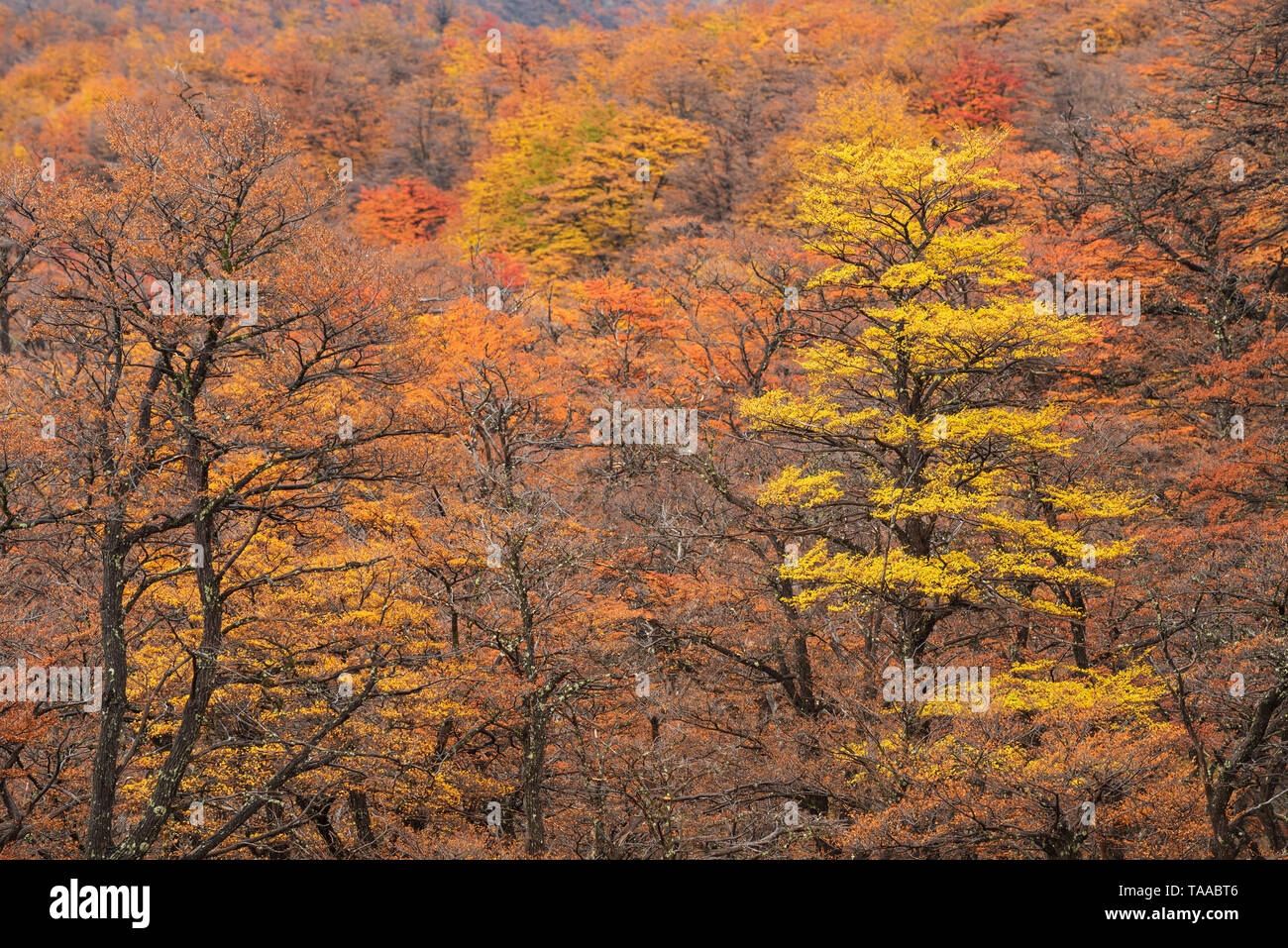 Lenga alberi in colore di autunno lungo la Laguna Torre Trail nel Parque Nacional Los Glaciares, Patagonia, Argentina. Foto Stock