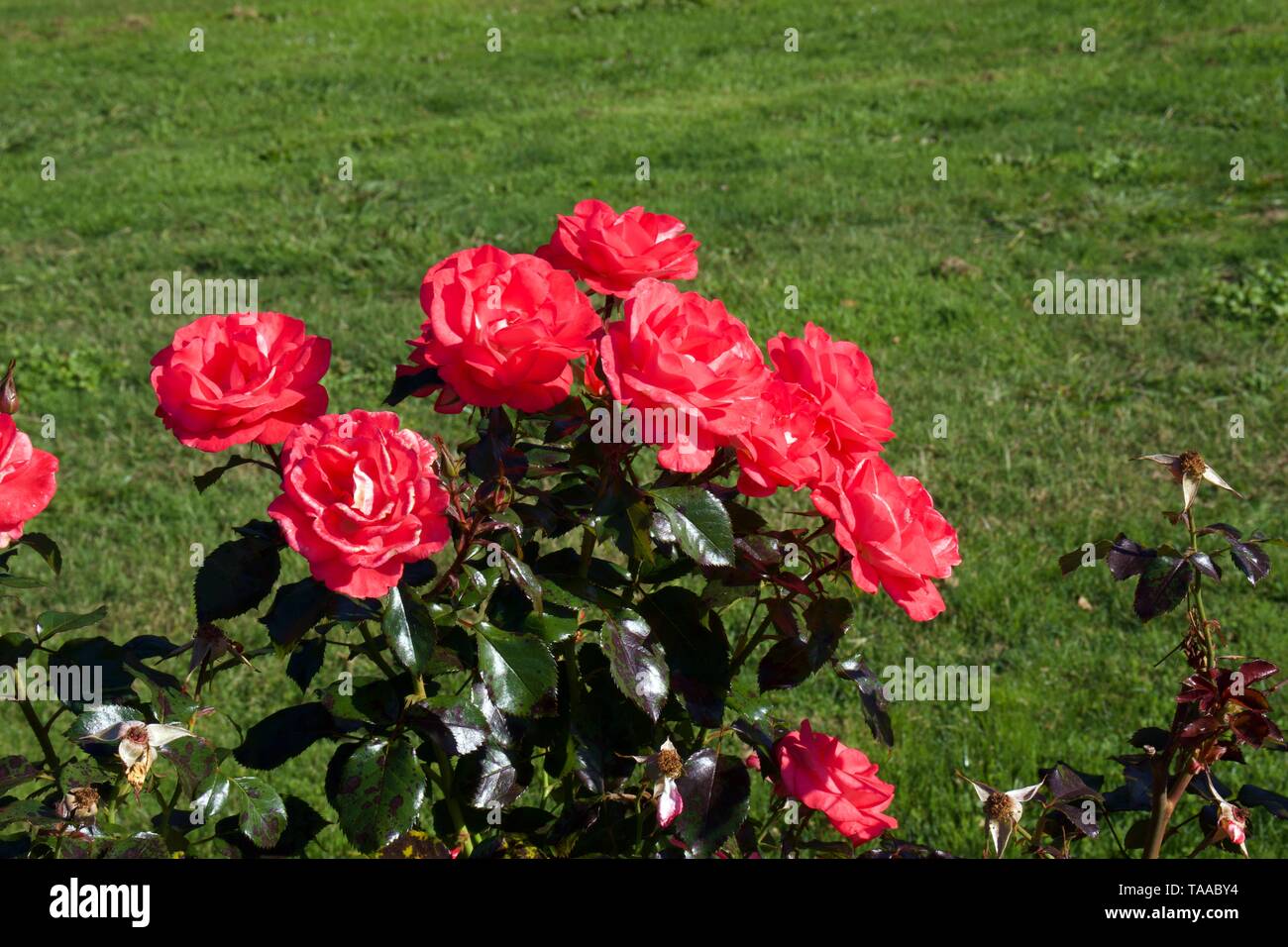 Flemington Racecourse rose, le rose rosa sulla boccola Foto Stock