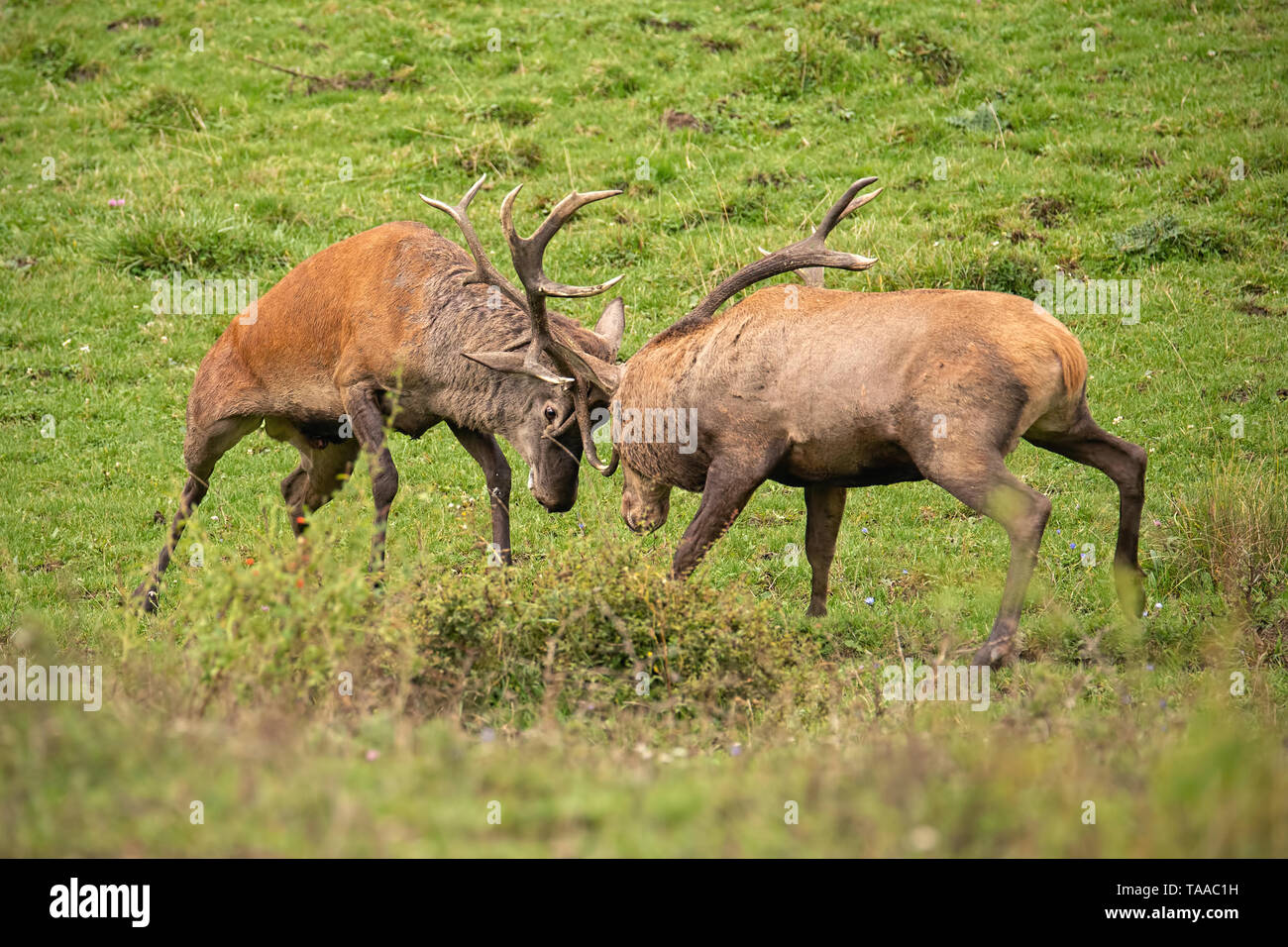 Cervi, Cervus elaphus, lotta durante il rut. Foto Stock