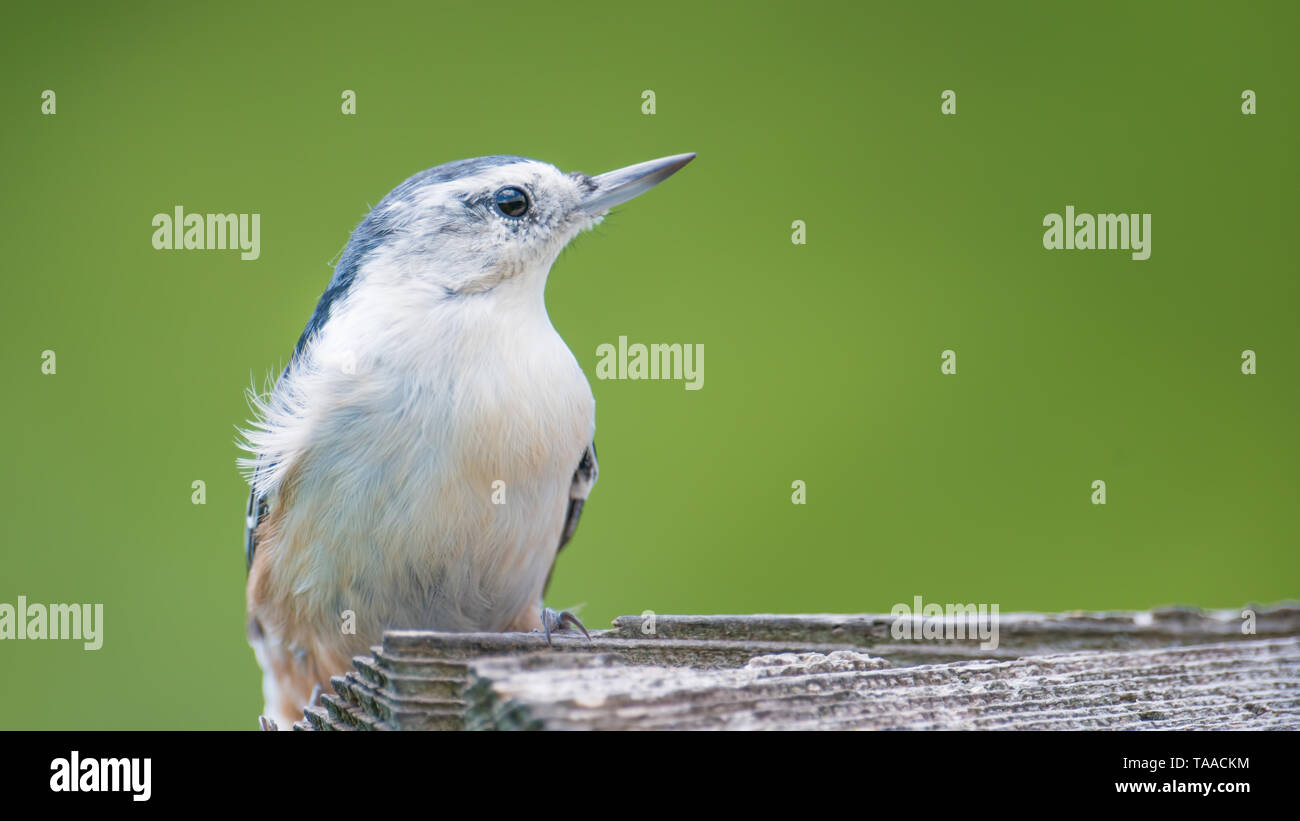 Bianco-breasted picchio muratore closeup su un alimentatore presso il centro visitatori del Minnesota Valley National Wildlife Refuge Foto Stock