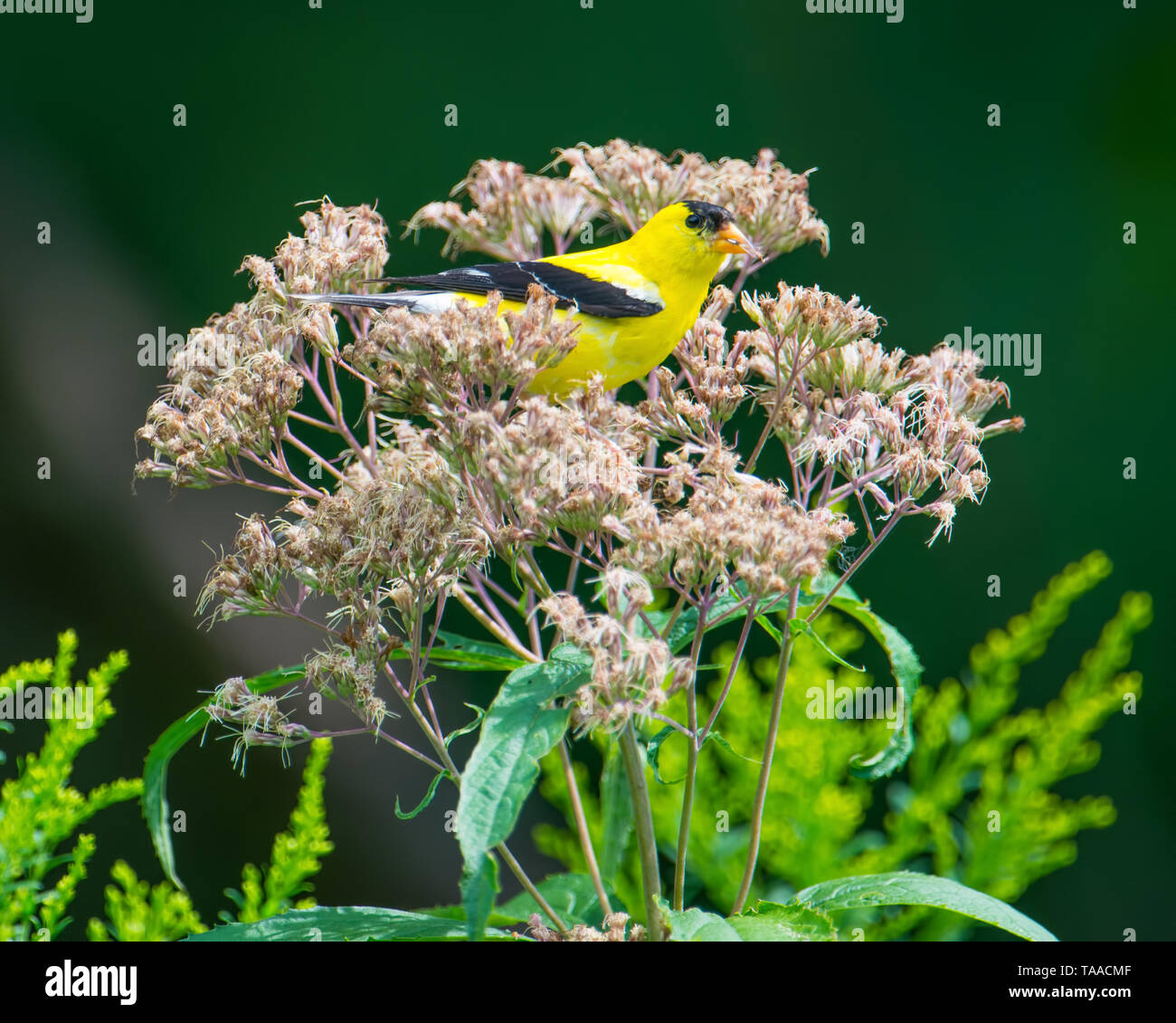 Cardellino appollaiato // appoggio nascosto in fiori selvaggi nel Minnesota Valley National Wildlife Refuge - a fine estate ma ancora un grande allevamento maschio pl Foto Stock