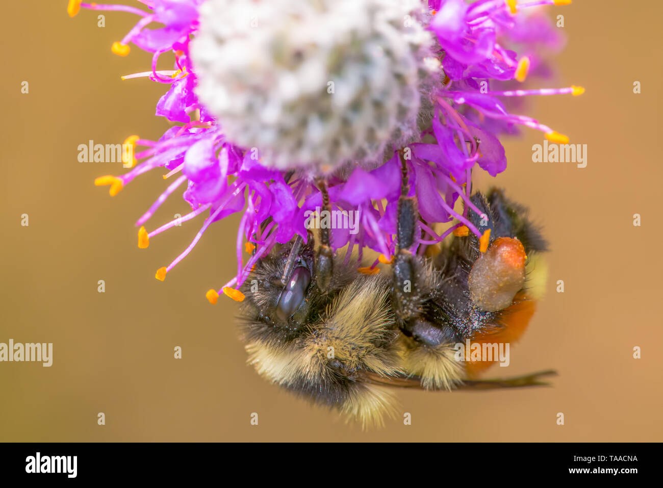 Arancio-belted Bumble Bee su viola prairie clover a Crex Prati Area faunistica in Wisconsin settentrionale - dettagliata extreme close up macro di insetti Foto Stock