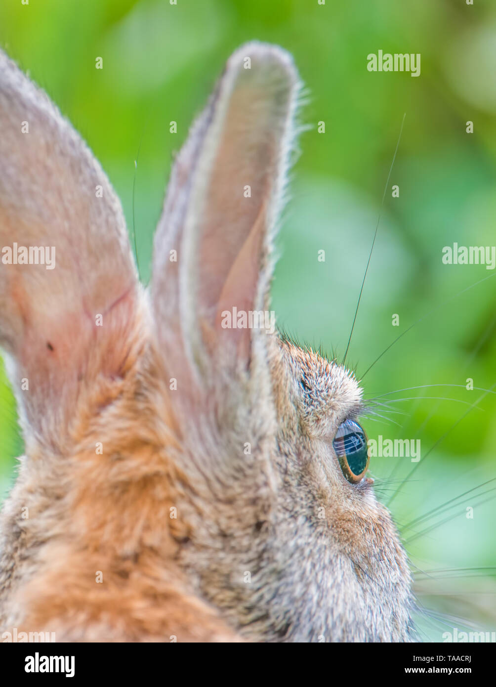 Orientale coniglio silvilago closeup - vicino al fiume Minnesota nel Minnesota Valley National Wildlife Refuge Foto Stock