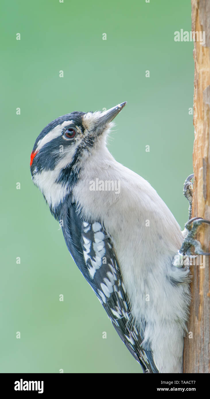 Picchio lanuginosa closeup presso il centro visitatori del Minnesota Valley National Wildlife Refuge Foto Stock