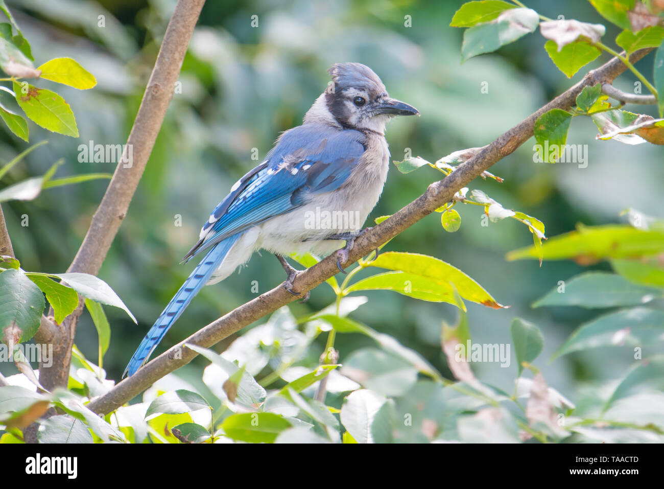 Blue Jay vicino al fiume Minnesota nel Minnesota Valley National Wildlife Refuge Foto Stock