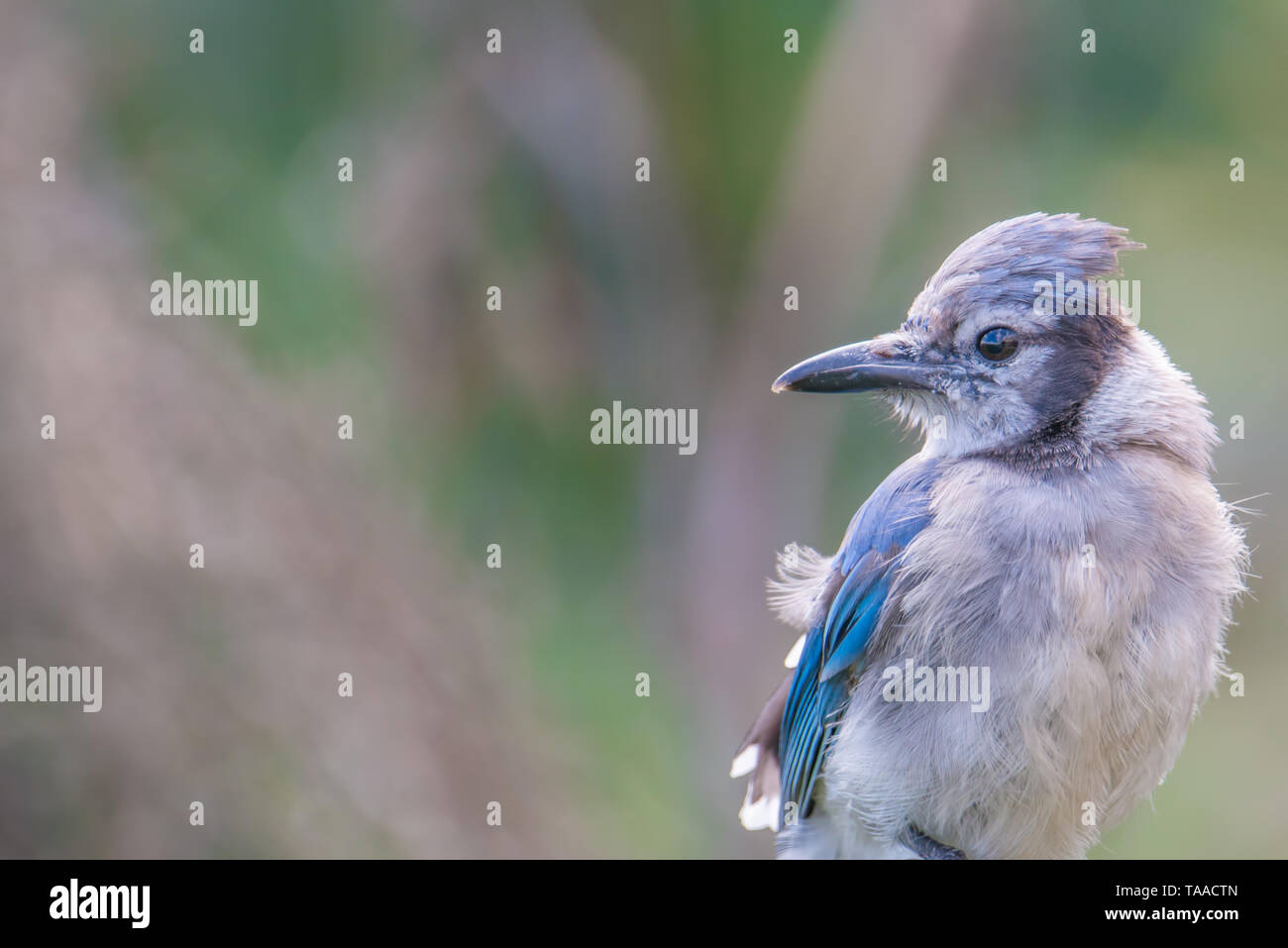 Blue Jay vicino al fiume Minnesota nel Minnesota Valley National Wildlife Refuge Foto Stock