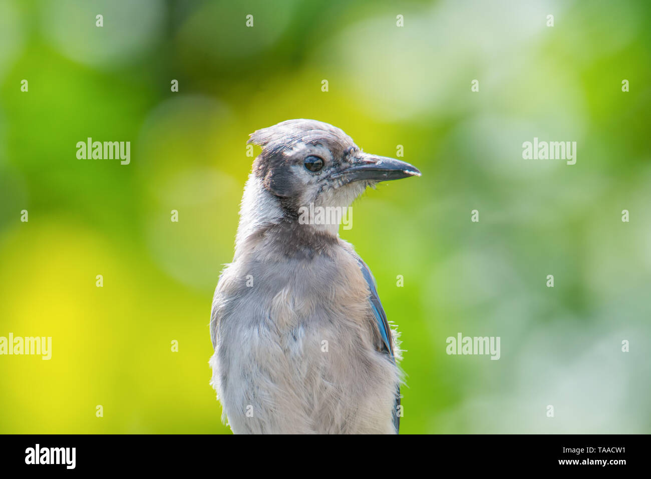Blue Jay vicino al fiume Minnesota nel Minnesota Valley National Wildlife Refuge Foto Stock