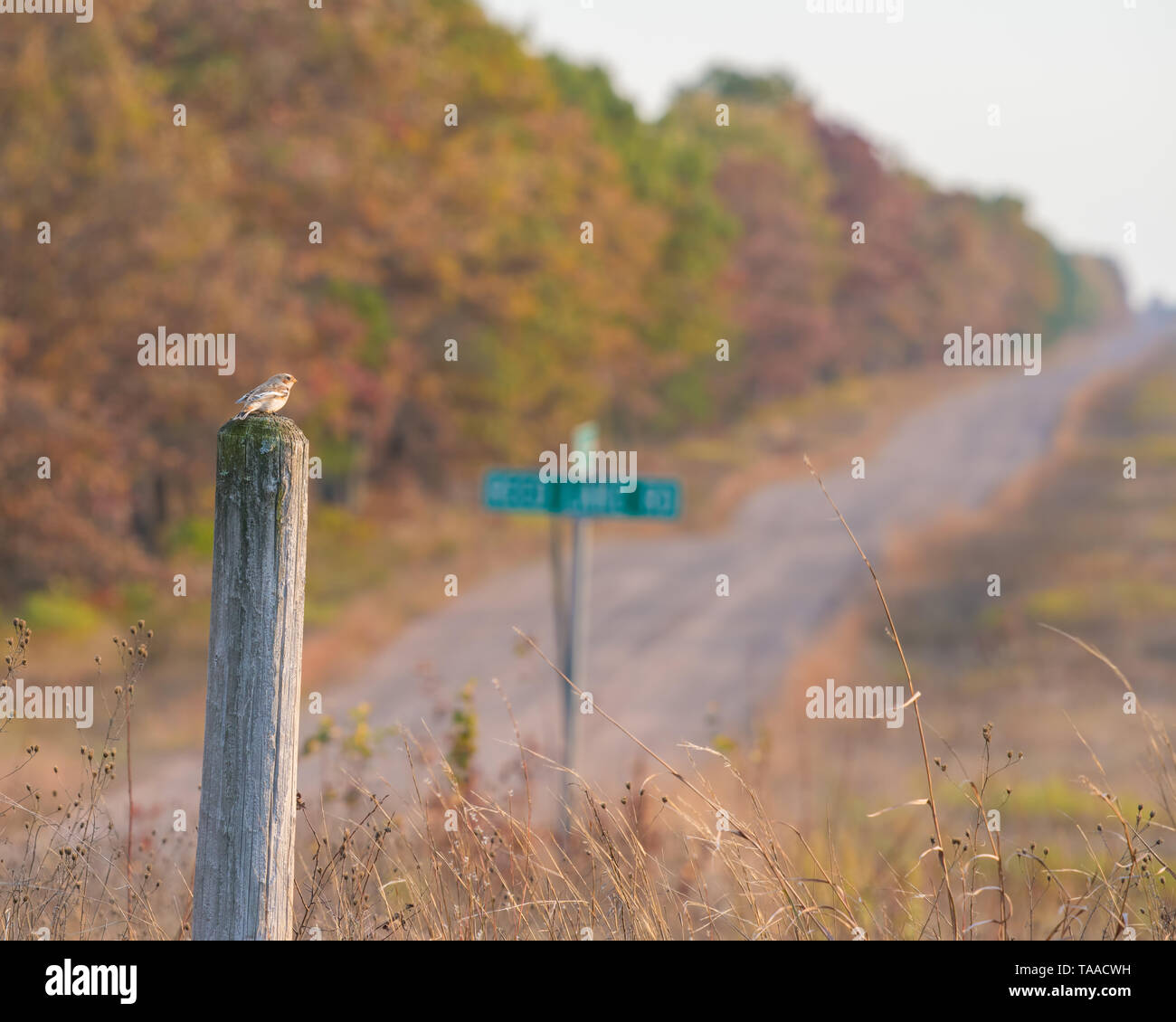 Snow bunting arriva per la stagione invernale su un palo di legno con paese strada di ghiaia nel Wisconsin rurale con colore di autunno autunno alberi - giallo, arancione, rosso Foto Stock