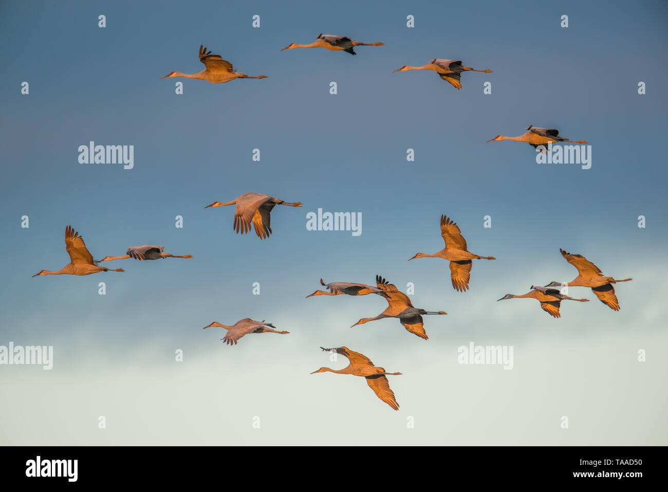 Gruppo di sandhill gru in volo al 'golden hour' crepuscolo / tramonto prima dello sbarco di posatoio per la notte durante la caduta delle migrazioni al Crex Prati Foto Stock