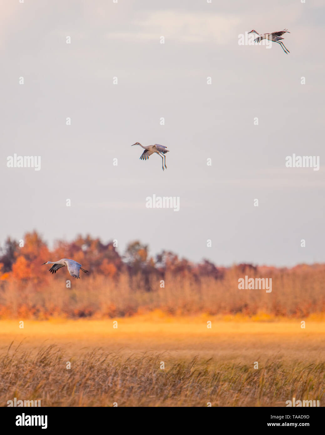 Gruppo di sandhill gru in volo al 'golden hour' crepuscolo / tramonto prima dello sbarco di posatoio per la notte durante la caduta delle migrazioni al Crex Prati Foto Stock